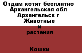 Отдам котят бесплатно - Архангельская обл., Архангельск г. Животные и растения » Кошки   . Архангельская обл.,Архангельск г.